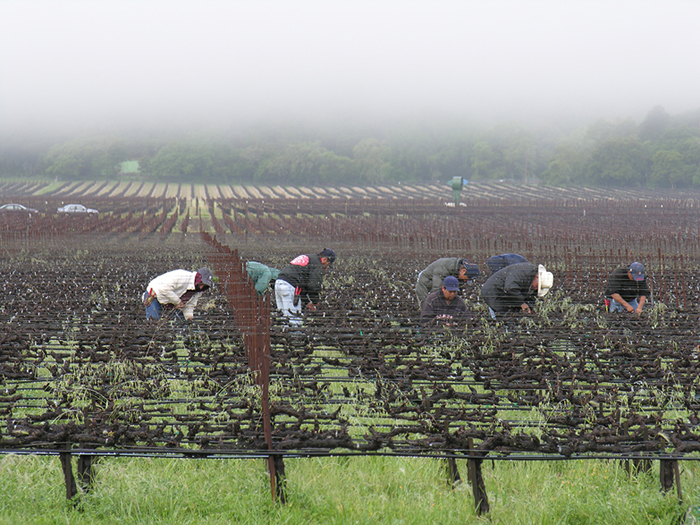 Agricultural workers in  Napa County